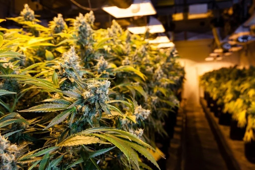 Culture du cannabis CBD indoor, en intérieur
