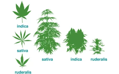 Les différents types de cannabis : Sativa, Indica, Hybrides et Rudéralis