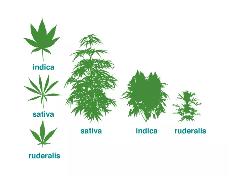 Tout savoir sur le cannabis Indica et Sativa
