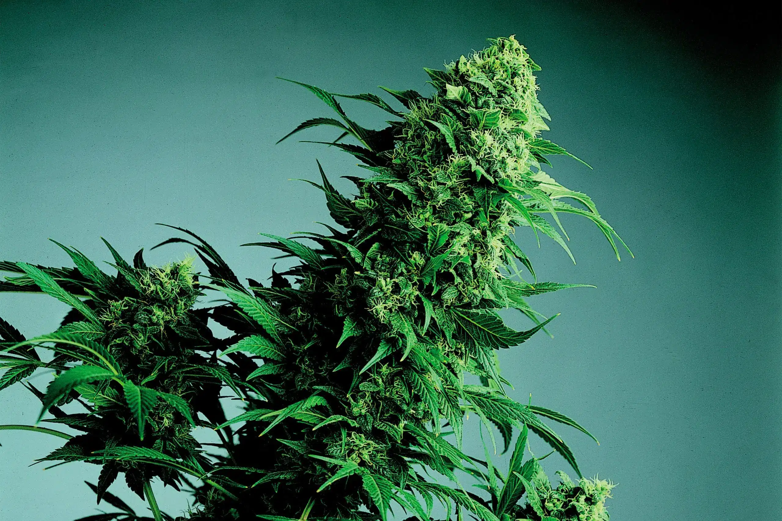 plante de cannabis CBD indica