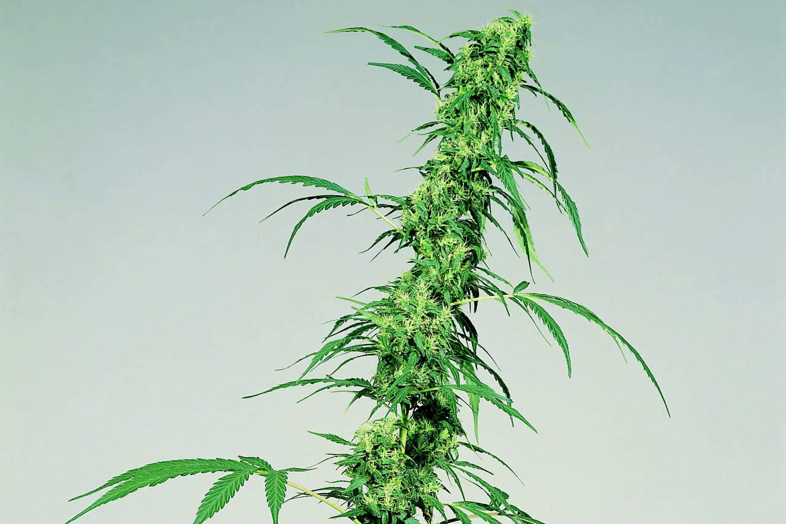 Plante de cannabis Sativa