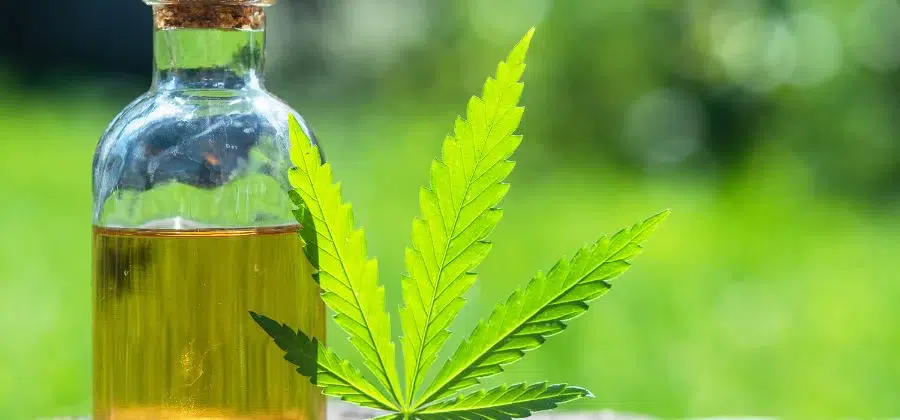 extraction d'huile de cannabis